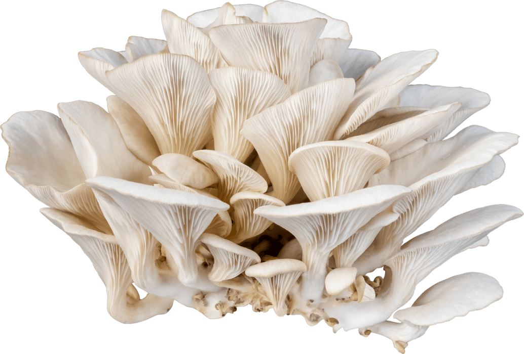 Fresh Oyster Mushrooms