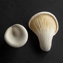 Milky Mushrooms