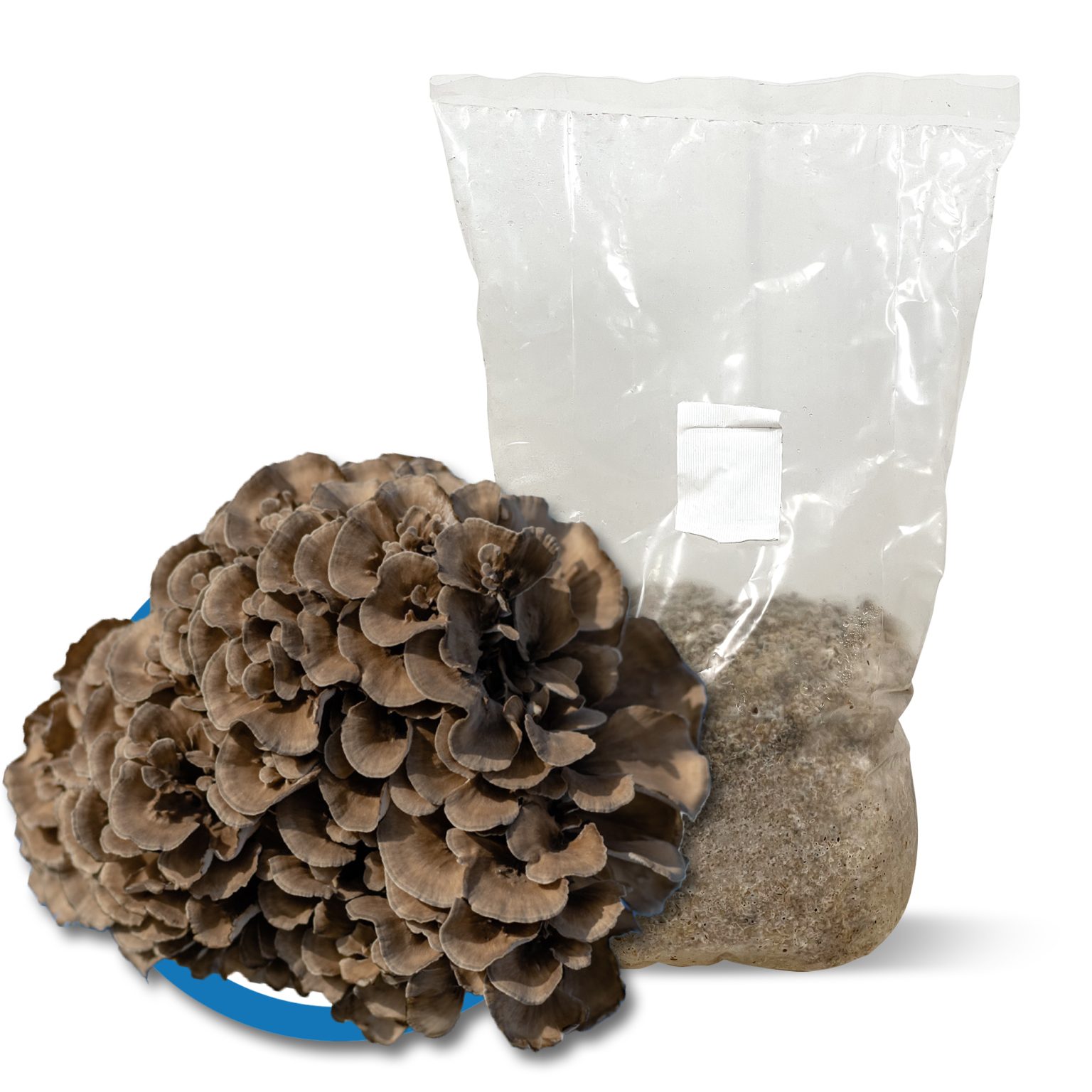 Mushroom Spawn